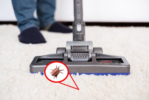 How often to vacuum for fleas