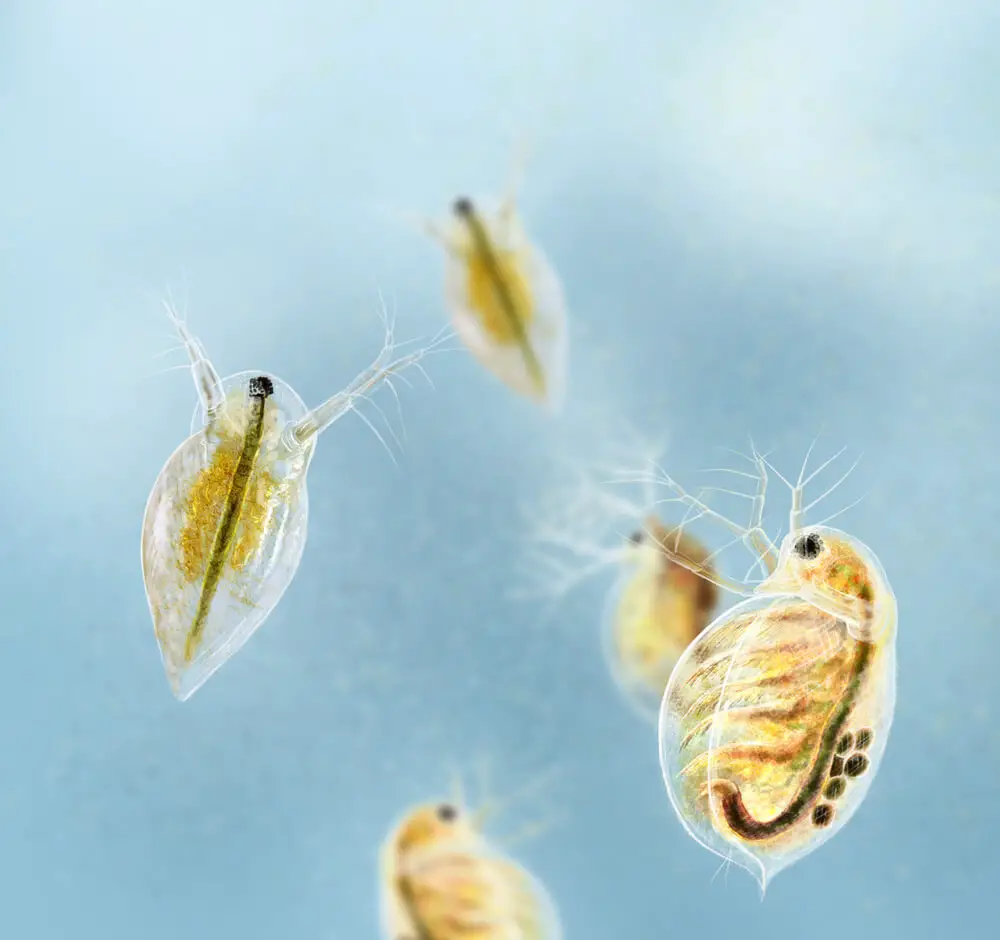 Does vacuuming kill flea eggs