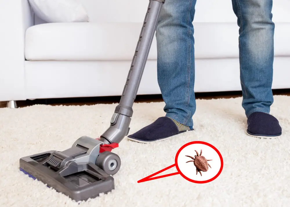 How long can fleas live in a vacuum cleaner