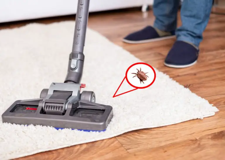 How Often To Vacuum For Fleas? [Everything You Need To Know