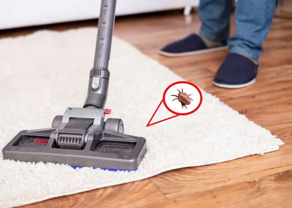 how often to vacuum for fleas