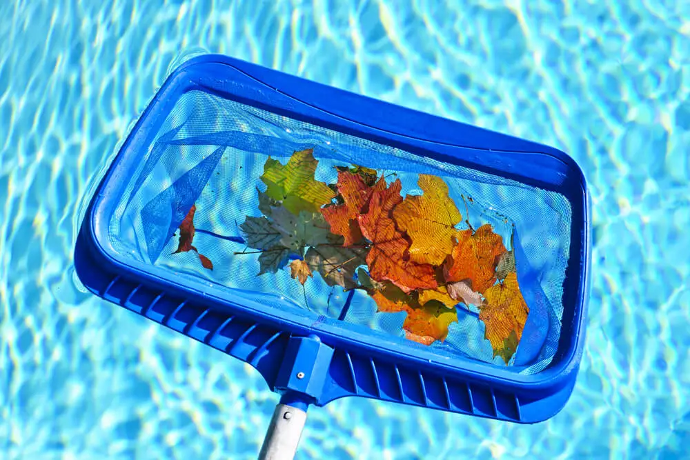 Cleaning swimming pool of fall leaves with skimmer