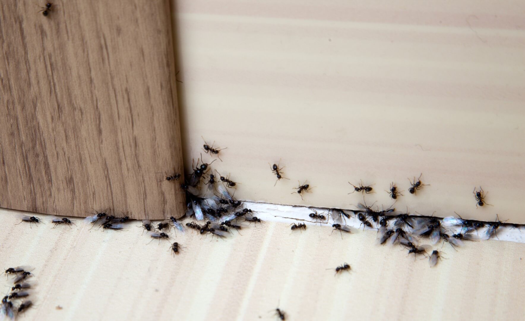 Does Vacuuming Kill Ants?