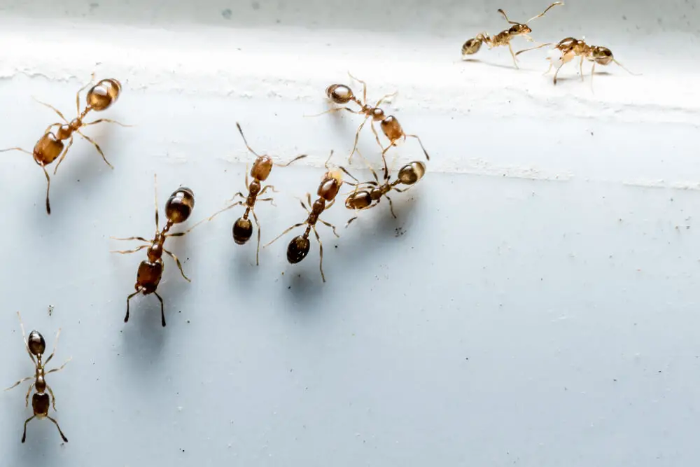 Vacuum Up Live Ants