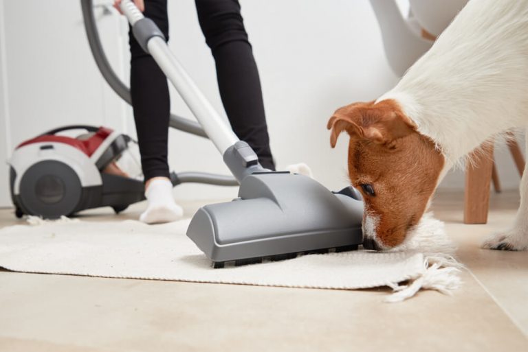 Why are Dogs Scared of Vacuums? [Explained]