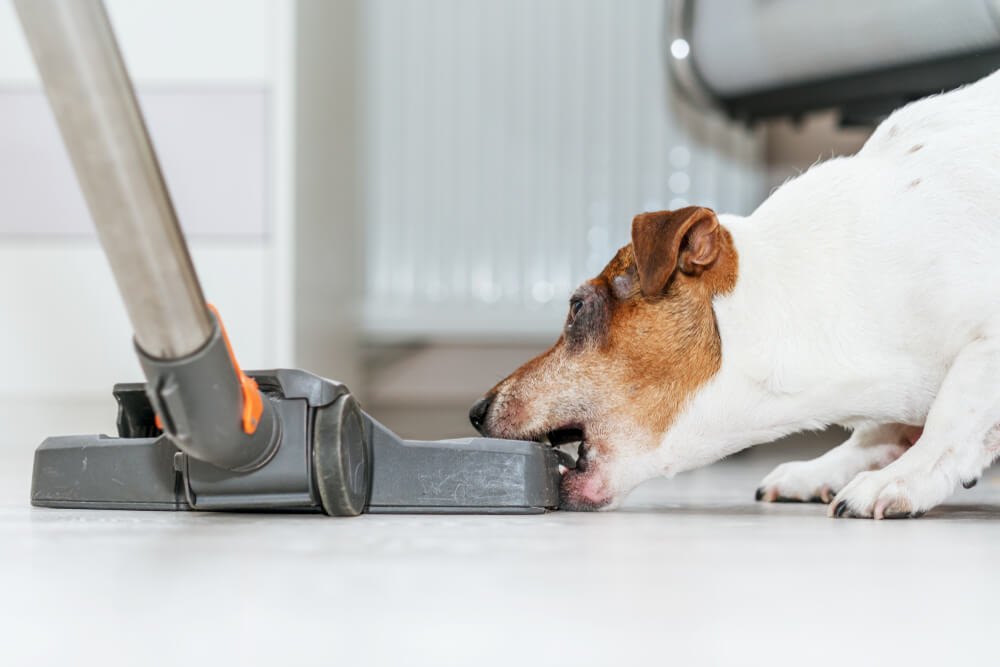 What do you do when your dog is afraid of a vacuum