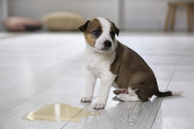 How To Clean Dog Urine from Laminate Floors?