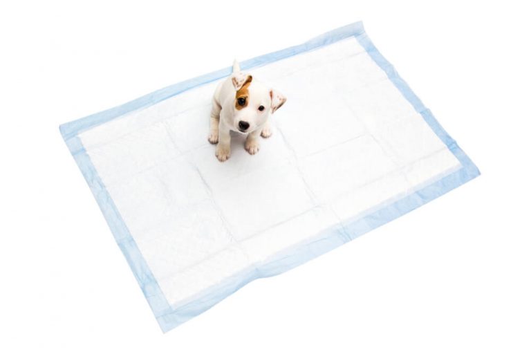 how-to-clean-dog-urine-from-laminate-floors-cleanhomeworld