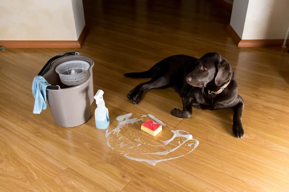 Will Dog Pee Ruin Laminate Floors