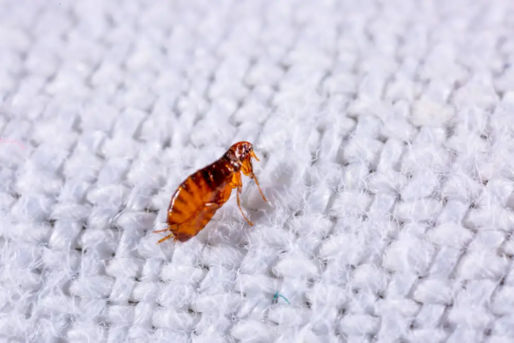 How Long Can Fleas Live In Carpet