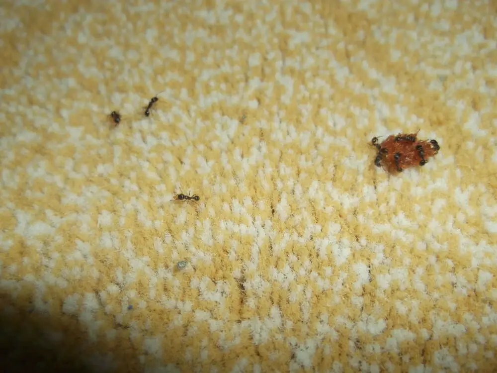 How To Get Rid Of Ants In Carpet