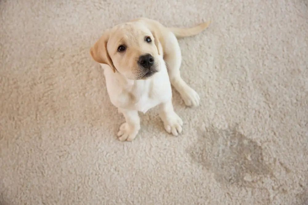 How To Keep Dogs From Peeing on Carpet