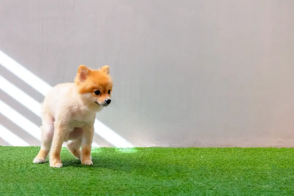 Cute small Pomeranian dog pooping