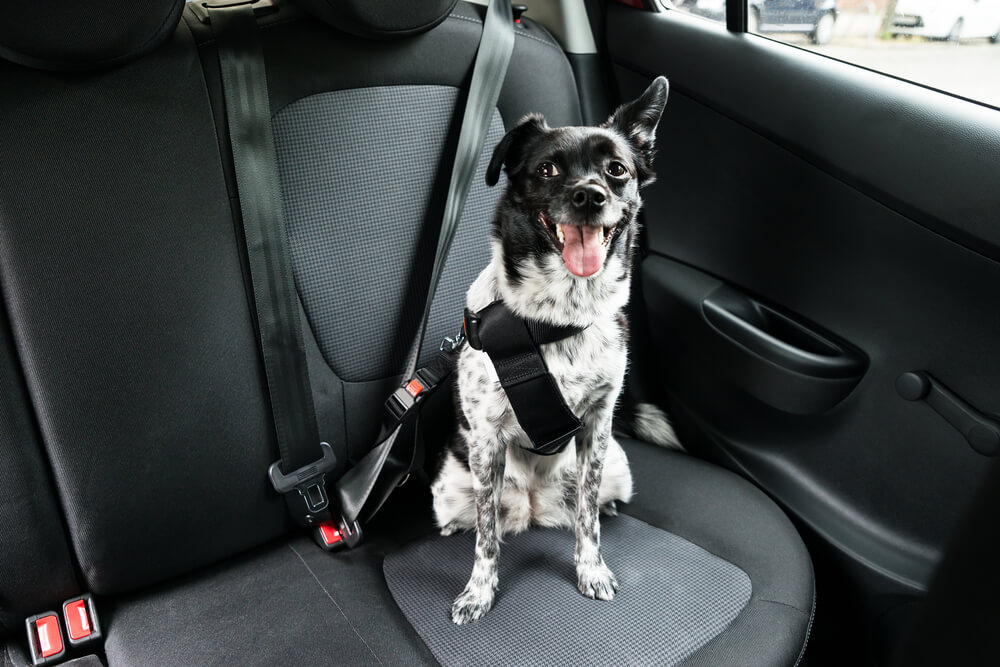 How To Get Dog Poop Out of The Car Seat?
