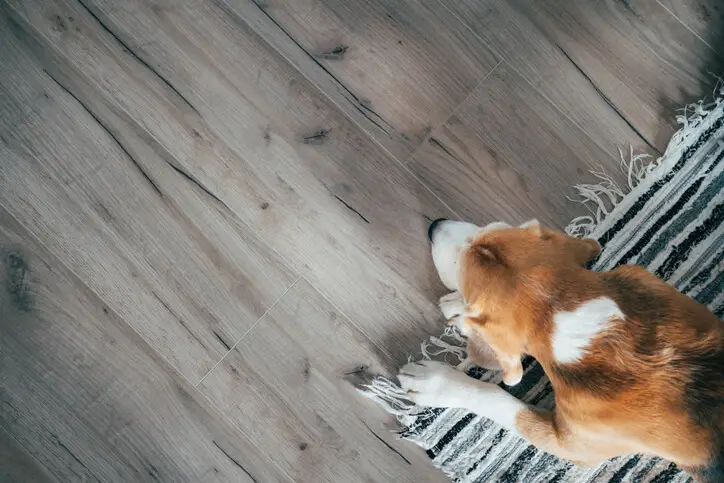 pets on laminate floors 